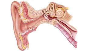 بیماری های گوش