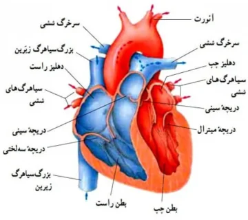 گرفتگی رگ قلب